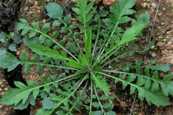 什么野菜抗癌最有效 野菜都有哪些品种可以吃