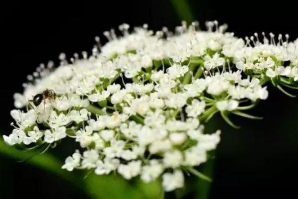 石楠花的花期有多长 石楠花养多长时间会开花